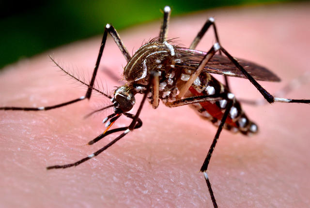 Ιός Δυτικού Νείλου: Προειδοποίηση του ΙΣΑ για τα νέα κρούσματα - Ποια είναι τα ατομικά μέτρα προστασίας από τα κουνούπια