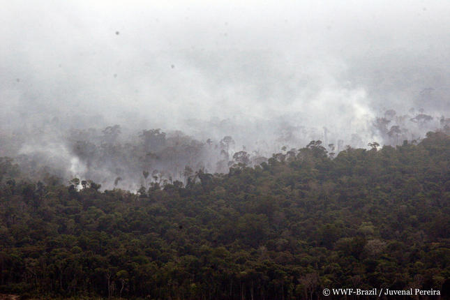 WWF: Οι φωτιές στον Αμαζόνιο πρέπει να μας αφορούν όλους