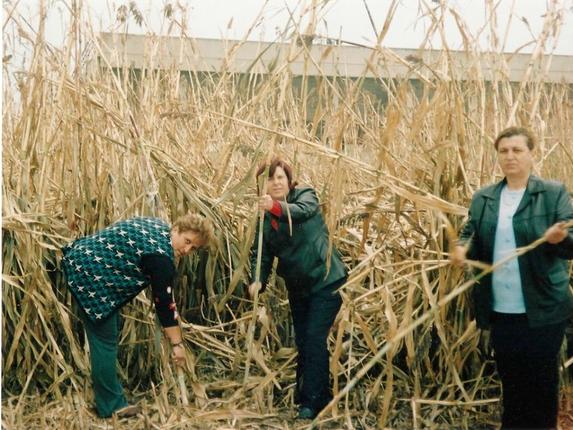 Οι γυναίκες από τη Θράκη που αναβίωσαν την καλλιέργεια ζαχαροκάλαμου - Που θα βρείτε τα προϊόντα τους (Video)