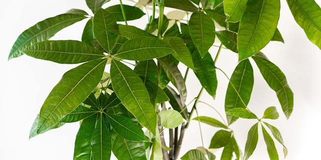 Παχίρα, ένα ανθεκτικό φυτό εσωτερικού χώρου που φέρνει τύχη