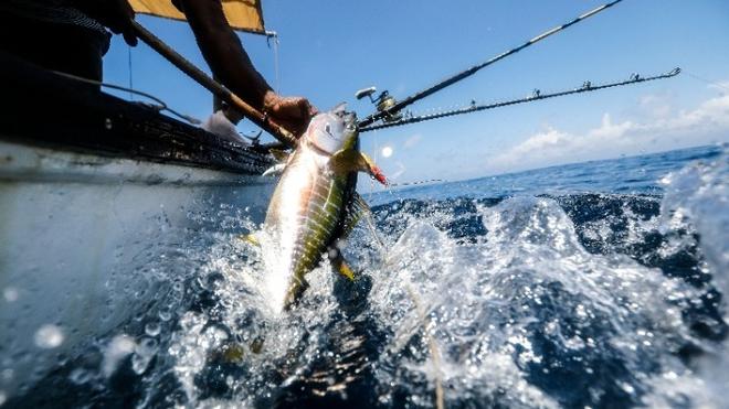 Μείωση της αλιείας στο 50% θα εξασφαλίσει σε 10 χρόνια τριπλάσια εισοδήματα στους επαγγελματίες ψαράδες