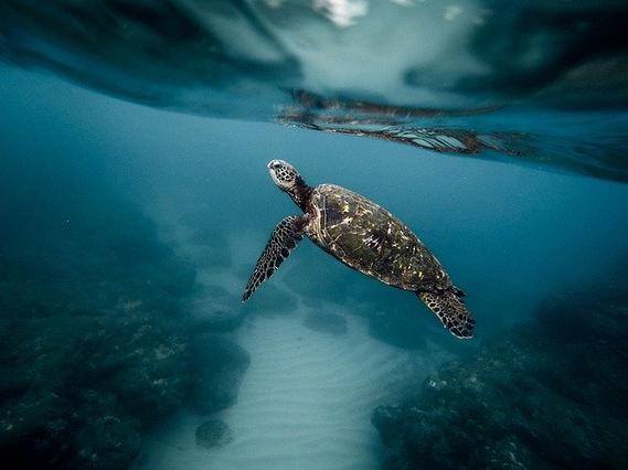 «ΑΡΧΕΛΩΝ»: Γεμάτες πλαστικό οι θαλάσσιες χελώνες