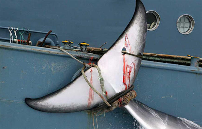 Η Ιαπωνία σκότωσε 200 έγκυες φάλαινες (ΣΚΛΗΡΕΣ ΕΙΚΟΝΕΣ)