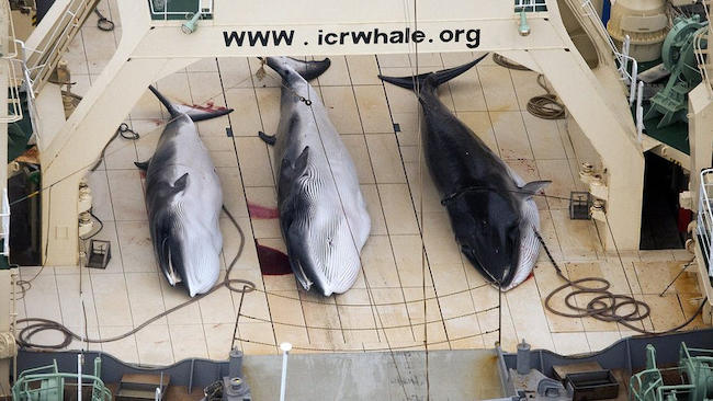 Η Ιαπωνία σκότωσε 200 έγκυες φάλαινες (ΣΚΛΗΡΕΣ ΕΙΚΟΝΕΣ)