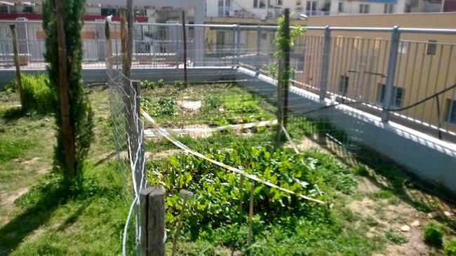 Οι λαχανόκηποι άνθισαν σε 7 σχολεία της Θεσσαλονίκης