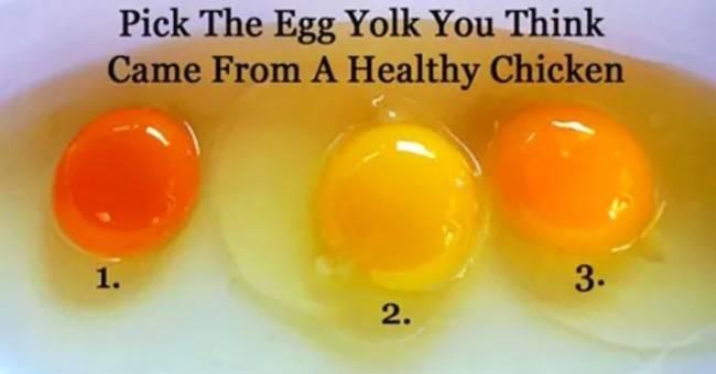 Πώς θα καταλάβουμε αν το αυγό προέρχεται από υγιή κότα; (ΦΩΤΟ-ΒΙΝΤΕΟ)