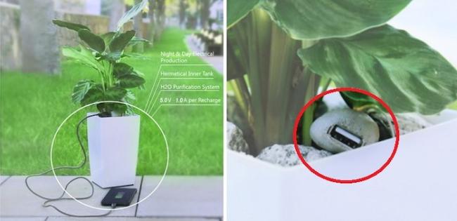 Αυτά τα φυτά φορτίζουν την μπαταρία του κινητού σου! (ΒΙΝΤΕΟ)