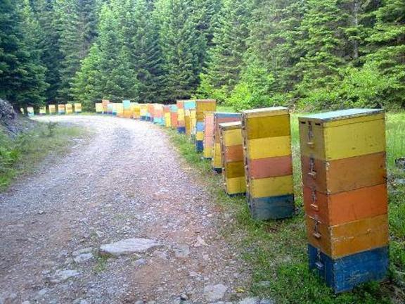 Ποιά είναι τα πλεονεκτήματα των μεγάλων μελισσιών