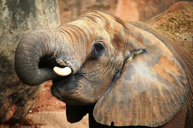 Για να σταματήσει το παράνομο κυνήγι ελεφάντων
