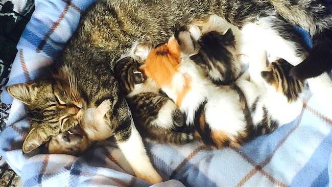 Γάτα υιοθέτησε ορφανό κουταβάκι και το μεγαλώνει μαζί με τα μωρά της! (ΦΩΤΟ-ΒΙΝΤΕΟ)