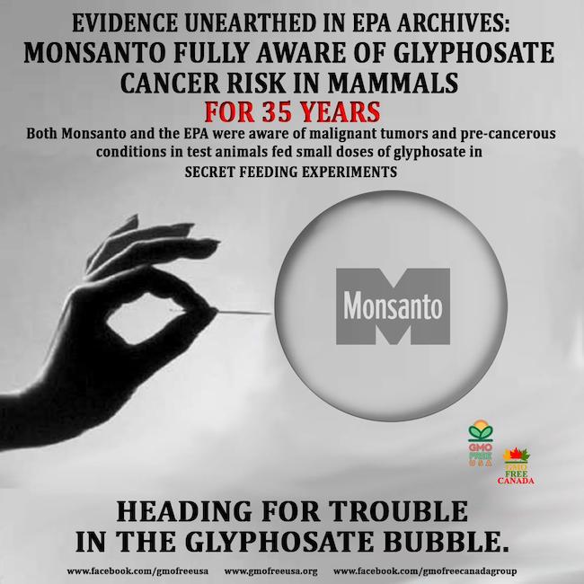 Εδώ και 35 χρόνια η Monsanto γνωρίζει ότι η γλυφοσάτη προκαλεί καρκίνο στα θηλαστικά...