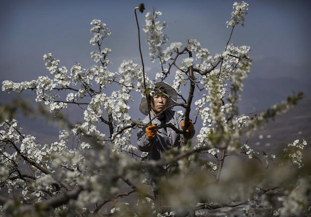 Στην Κίνα, οι άνθρωποι κάνουν τη δουλειά που έκαναν παλιά οι μέλισσες (ΦΩΤΟ)