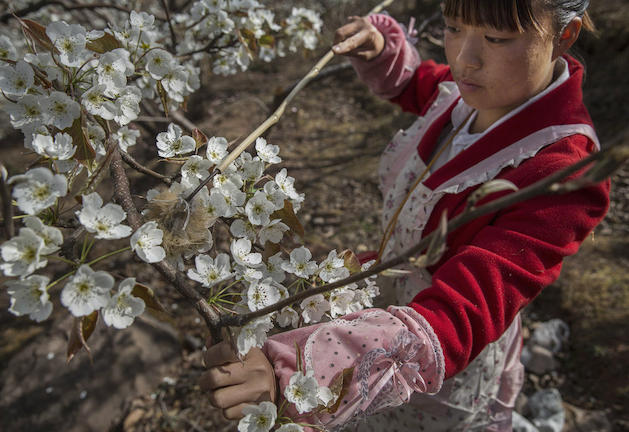 Στην Κίνα, οι άνθρωποι κάνουν τη δουλειά που έκαναν παλιά οι μέλισσες (ΦΩΤΟ)