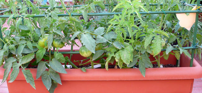 Πως να καλλιεργήσετε ντομάτες στη γλάστρα (ΒΙΝΤΕΟ)
