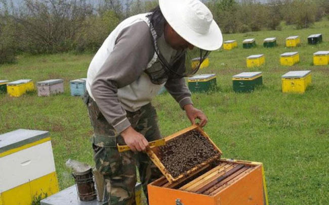 Επιδοτούνται για το 2016 οι νέοι μελισσοκόμοι. Ποιά είναι τα κριτήρια
