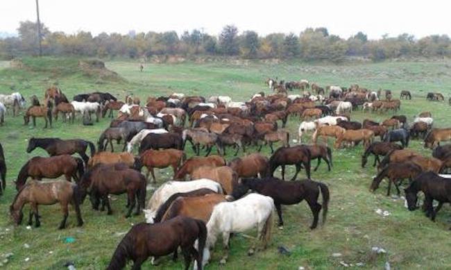 Ένας Σερραίος έχει το μεγαλύτερο κοπάδι αλόγων φυλής Πίνδου στην Ευρώπη (ΦΩΤΟ)