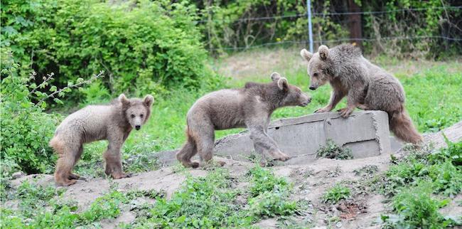Τέλος καλό για τρία αρκουδάκια από την Τιφλίδα