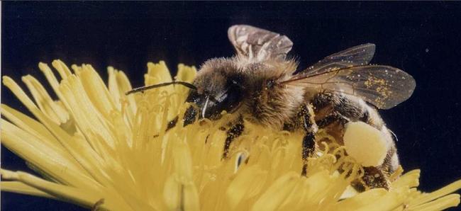 Δωρεάν σεμινάρια μελισσοκομίας σε όλη την Ελλάδα