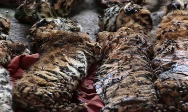 Θηριωδία: 40 νεογέννητα τιγράκια νεκρά σε βουδιστικό ναό!! (ΣΚΛΗΡΕΣ ΦΩΤΟ)