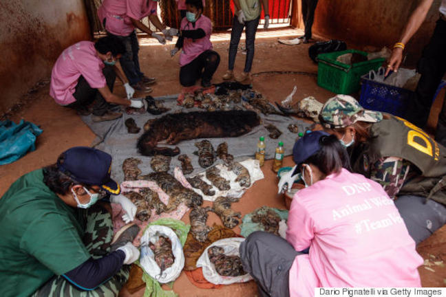 Θηριωδία: 40 νεογέννητα τιγράκια νεκρά σε βουδιστικό ναό!! (ΣΚΛΗΡΕΣ ΦΩΤΟ)