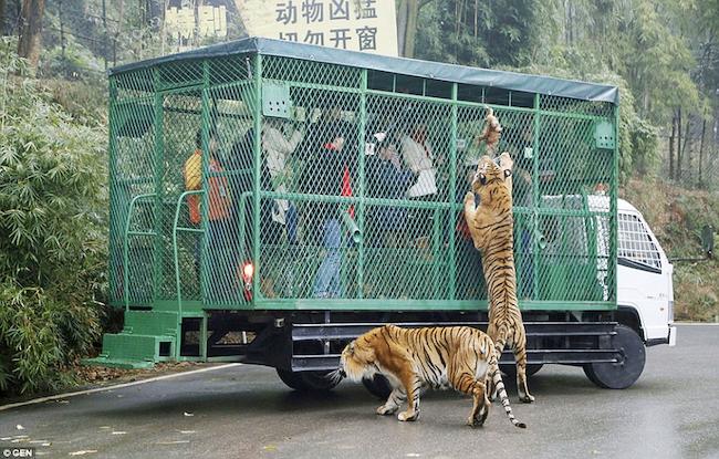 Σε αυτό το ζωολογικό κήπο τα ζώα κυκλοφορούν ελεύθερα και οι άνθρωποι μπαίνουν σε κλουβιά! (ΑΠΟΛΑΥΣΤΙΚΕΣ ΦΩΤΟ)