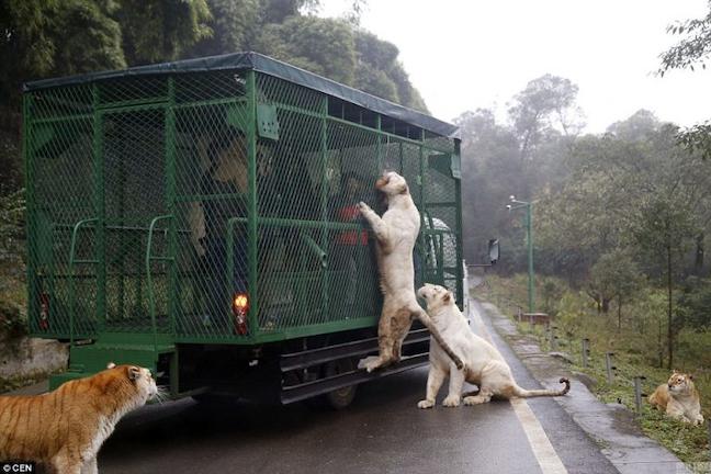 Σε αυτό το ζωολογικό κήπο τα ζώα κυκλοφορούν ελεύθερα και οι άνθρωποι μπαίνουν σε κλουβιά! (ΑΠΟΛΑΥΣΤΙΚΕΣ ΦΩΤΟ)