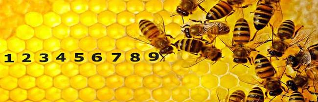 Μέλισσες: Εργατικές, έξυπνες και με προσωπικότητα !