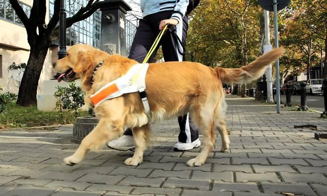 Πώς μπορείς να γίνεις εθελοντής ανάδοχος εκπαιδευόμενου σκύλου-οδηγού (ΑΙΤΗΣΗ)