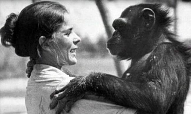 Αυτή η γυναίκα ελευθέρωσε δυο χιμπατζήδες - πειραματόζωα (ΒΙΝΤΕΟ)