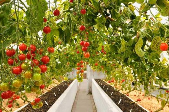 Δώδεκα φυτά που μπορείτε να φυτέψετε δίπλα στις ντομάτες σας