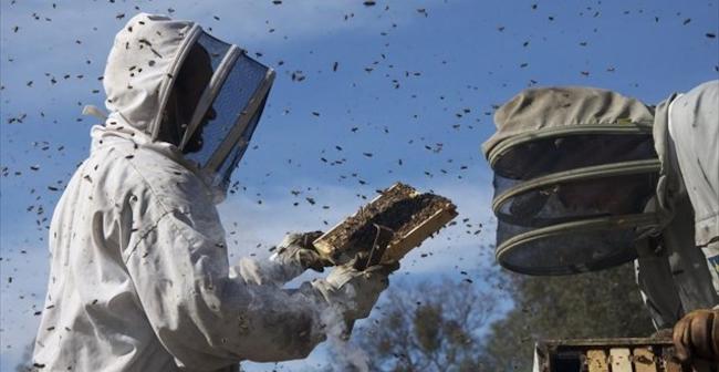 Πότε είναι υποχρεωτικό το μελισσοκομικό βιβλιάριο