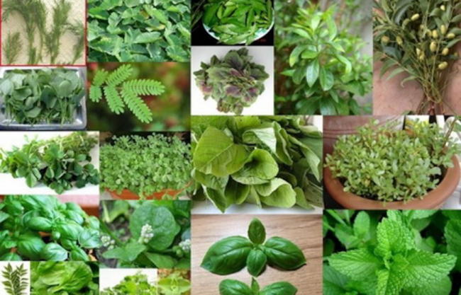 Έξι βήματα για να προωθήσετε με επιτυχία στην αγορά αρωματικά φυτά