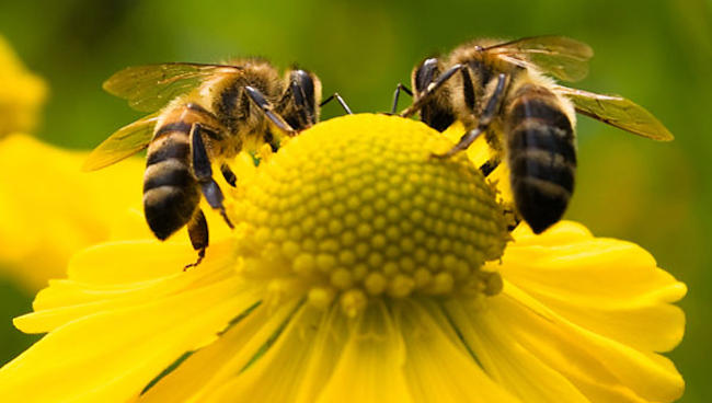 Προσοχή: Θα μας ταΐζουν μέλι αλλά όχι από μέλισσες!