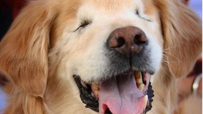 Αυτός ο τυφλός σκύλος κατάφερε να αλλάξει τη ζωή πολλών ανθρώπων