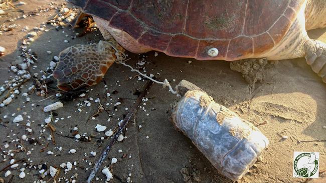 Διαστροφή! Σκοτωμένη με μαφιόζικη μέθοδο βρέθηκε θαλάσσια χελώνα καρέτα καρέτα στη Νάξο (ΣΚΛΗΡΕΣ ΦΩΤΟ)