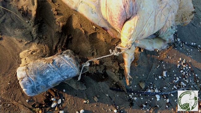 Διαστροφή! Σκοτωμένη με μαφιόζικη μέθοδο βρέθηκε θαλάσσια χελώνα καρέτα καρέτα στη Νάξο (ΣΚΛΗΡΕΣ ΦΩΤΟ)