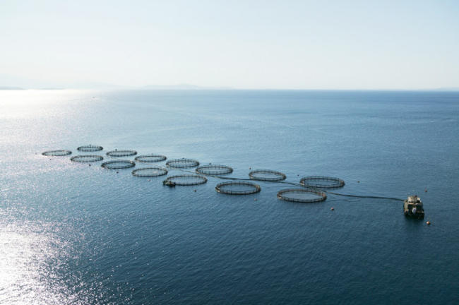 Για την "υπεύθυνη υδατοκαλλιέργεια στην Ελλάδα και τη Μεσόγειο"