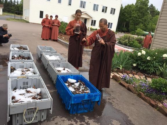 Μοναχοί αγόρασαν εκατοντάδες ζωντανούς αστακούς και τους απελευθέρωσαν στον ωκεανό (φωτογραφίες)