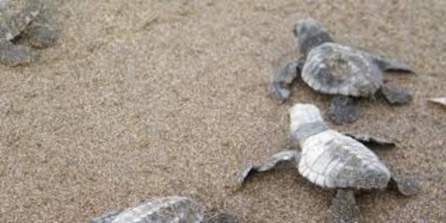 Γεννητούρια: Τα πρώτα χελωνάκια κολυμπάνε στα νερά της Κρήτης