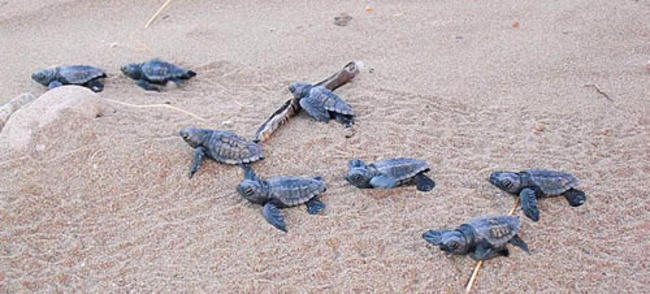Τα πρώτα χελωνάκια ξεμύτισαν από τις φωλιές τους σε Κυπαρισσία και Κορώνη (ΦΩΤΟ)