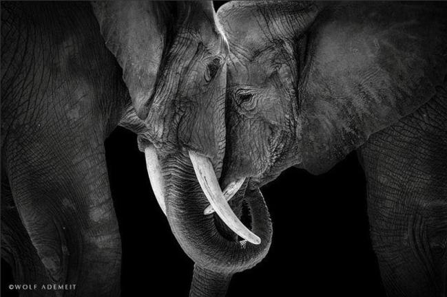 Δείτε πόσο αγαπησιάρικοι και διαχυτικοί είναι οι ελέφαντες (ΦΩΤΟ)