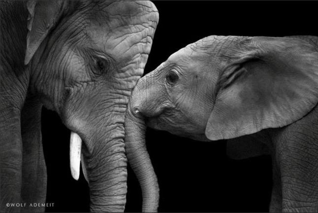 Δείτε πόσο αγαπησιάρικοι και διαχυτικοί είναι οι ελέφαντες (ΦΩΤΟ)