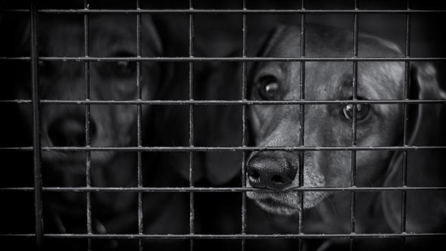 Ποινή φυλάκισης και πρόστιμο 5.000 ευρώ για τον υπάλληλο που σκότωσε δύο σκυλιά
