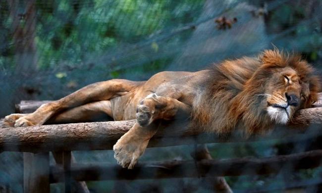 Με μάνγκο και κολοκύθες ταΐζουν τα λιοντάρια που πεθαίνουν από πείνα (ΦΩΤΟ)