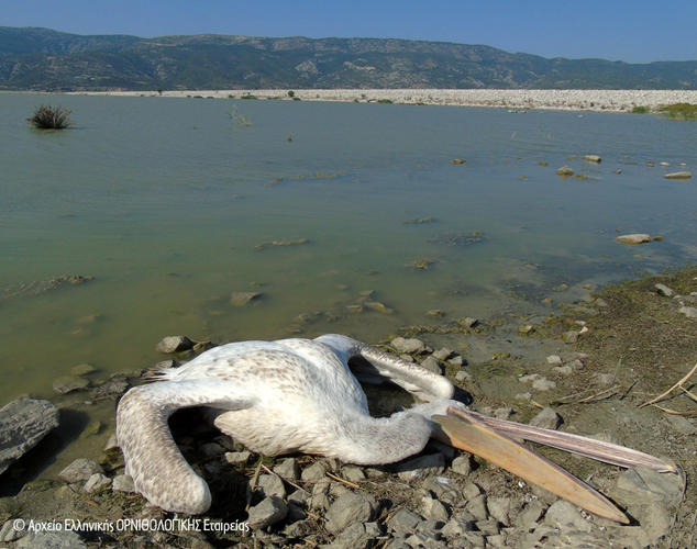 Εκατόμβη νεκρών πουλιών η λίμνη Κάρλα