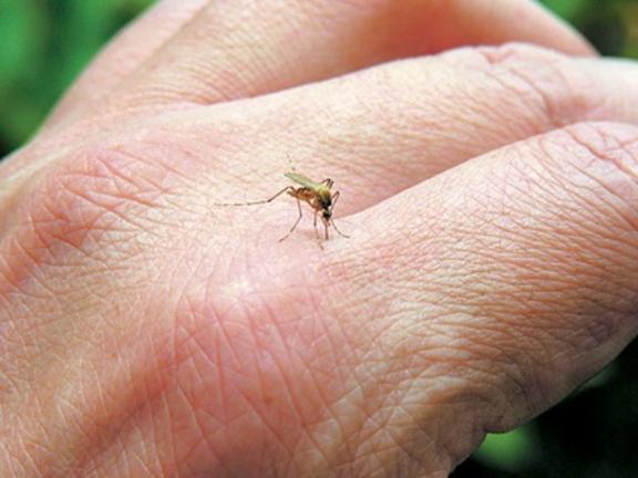 Τι απαντά το ΚΕΕΛΠΝΟ για την ελονοσία και την καραντίνα σε δήμους