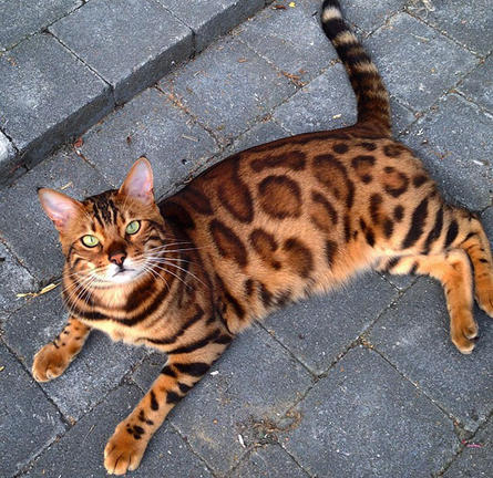 Αυτός είναι ο ομορφότερος γάτος στον κόσμο (ΦΩΤΟ)