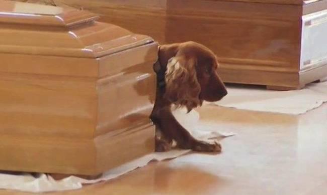 Ιταλία: Σκύλος στέκεται δίπλα στο φέρετρο του ιδιοκτήτη του