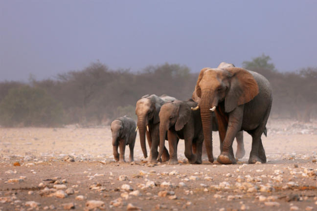 Οι Αφρικανικοί ελέφαντες εκπέμπουν SOS