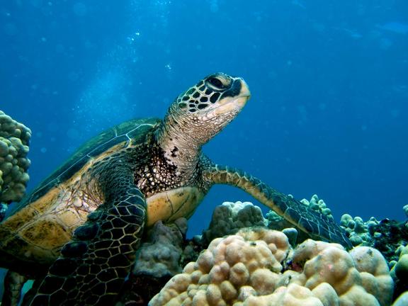 Γιατί δεν πρέπει να ταΐζουμε τις θαλάσσιες χελώνες
